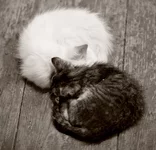 DSC03295.webp