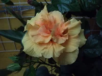 DSC00240.webp