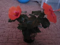  005.webp