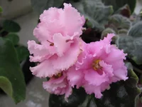 Early Dawn_8393.webp