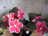 Emergency_8388.webp