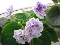 -сливовый коктейль_8394.webp