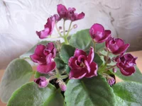 Mac's Southern Springtime_8384.webp
