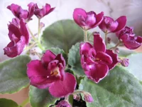 Mac's Southern Springtime_8385.webp