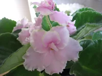 Pink Summit_8405.webp