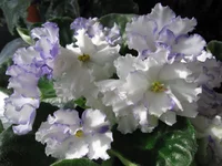 фрост_8396.webp