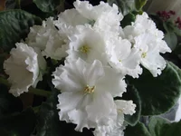_8397.webp