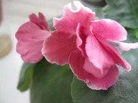 _8412.webp