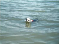  воде.webp
