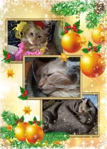 my_photo_christmas-816.webp