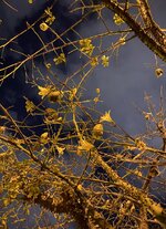 B6DE61AE-0DE6-4AE9-B932-B8B23FF52598.jpg