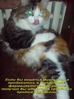 мурлыканье.jpg