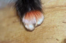 1502279940125116278.webp