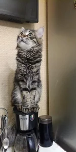 kote 1 yr.jpg