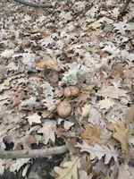 IMG_20191109_102249.webp