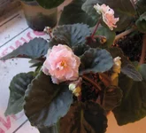 4 pink bear.webp