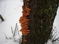 DSCN6651.webp
