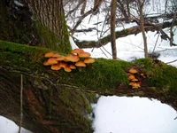 DSCN6661.webp