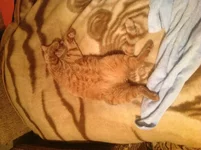 image.webp