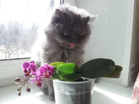 IMG-0bc3f3ac0683b607305bfa798ec10b2d-V.webp