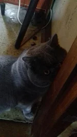  притаился.webp