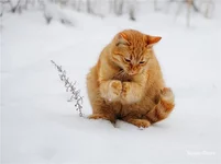 86934f4f717ae9c3f0f0a6d.webp