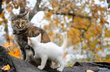 c62185c47e8fefebfa717.webp
