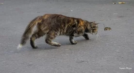 f9ffd3d4236cde5988b8d07.webp