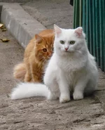 68e97ea5f63646575e31df.webp
