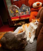 IMG_20201230_230241_646.webp