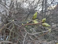 IMG_20210312_130237.webp