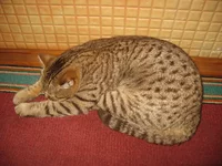 IMG_5577.webp