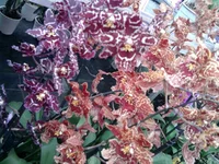 0453.webp