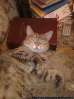 mik.webp