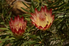 IMGP5977.webp