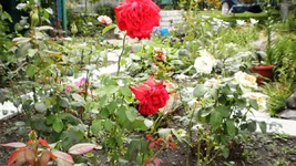 P6280163.webp