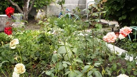 P6280164.webp