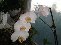  мои 112.webp