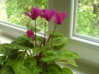 DSC00164.webp