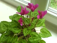 DSC00165.webp