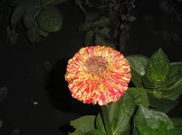 P7080007.webp