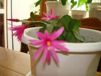 DSC00914.webp