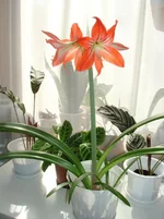 DSC02307.webp
