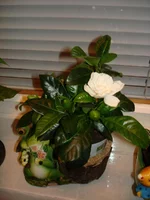 DSC02401.webp