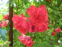  075.webp