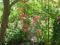  077.webp
