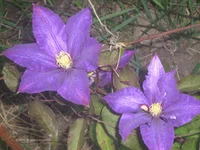  246.webp
