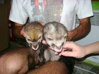 FX4R1v40Ra.webp FX4R1v40Ra.webp