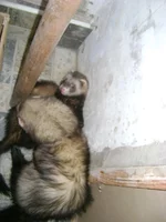 46Y1qiFaGr.webp 46Y1qiFaGr.webp