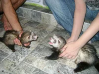 I7ivfpO003.webp I7ivfpO003.webp